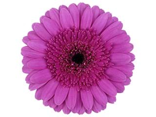 Ζέρμπερες Perfect