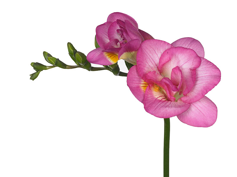 Freesia Pink Attraction