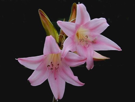 Αμαρυλλίδες Pink
