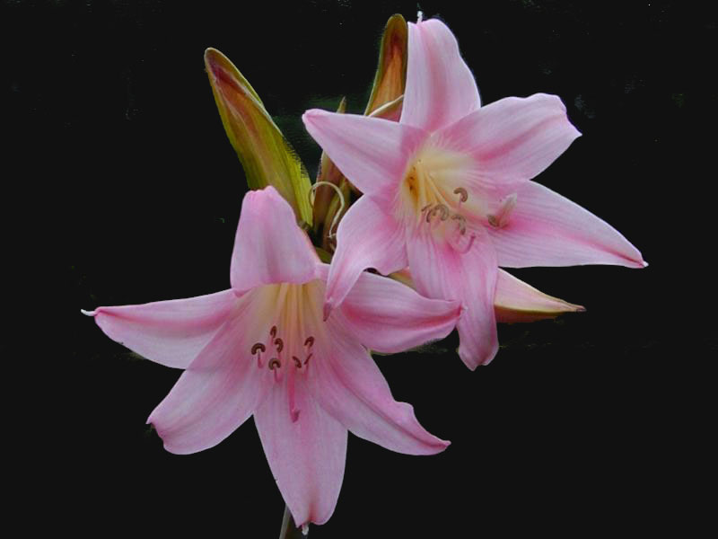 Αμαρυλλίδες Pink