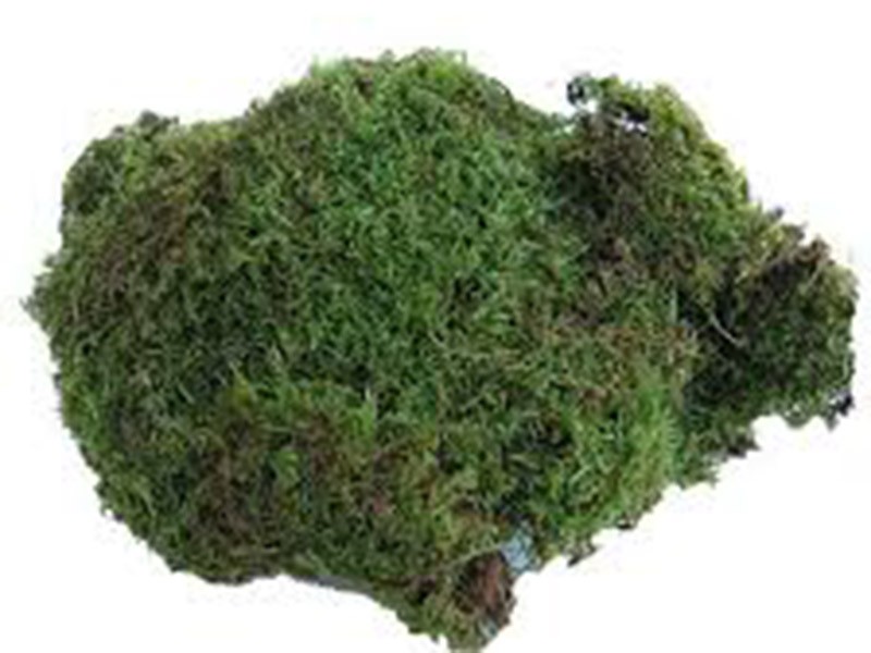 Plagiothecum