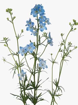 Delphinium Platinum Blue