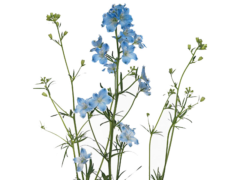 Delphinium Platinum Blue