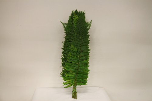 Polystichum