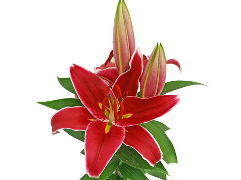 Lilium Or Potor Magny