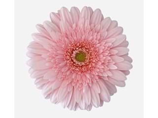 Ζέρμπερες Prime Time