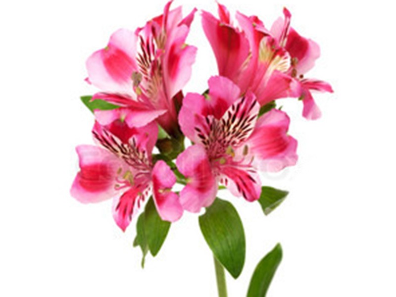 Αλστρομέρια Pink Creation