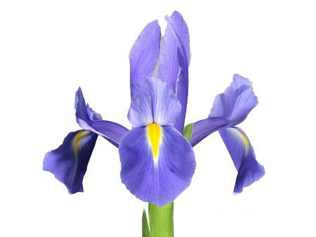 Iris Prof Blue