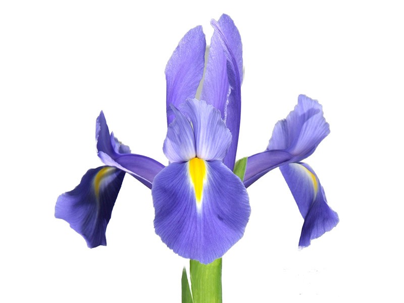 Iris Prof Blue