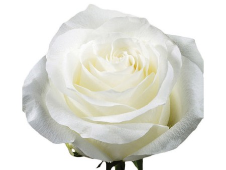 Rosa Pround