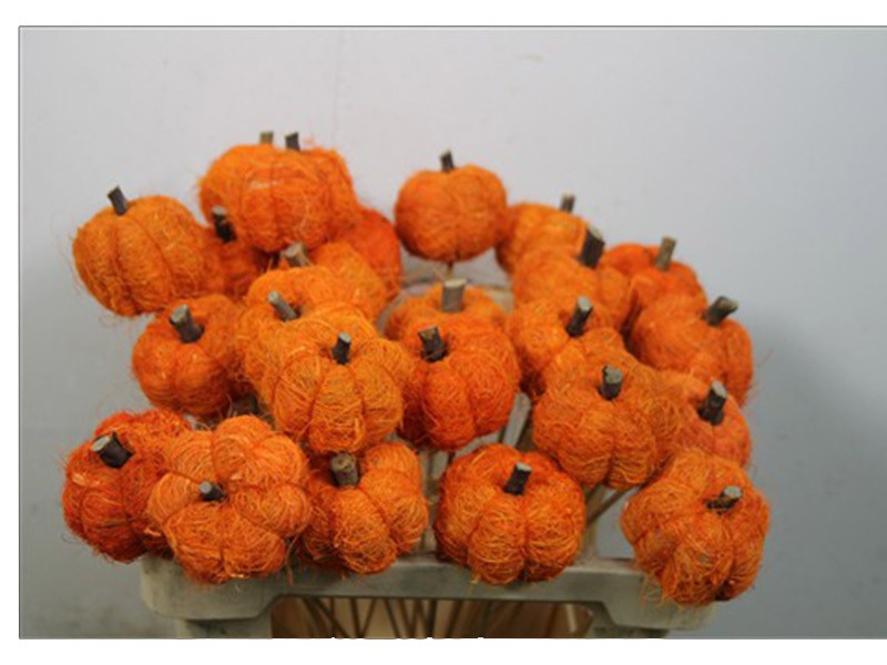 Pumpkin