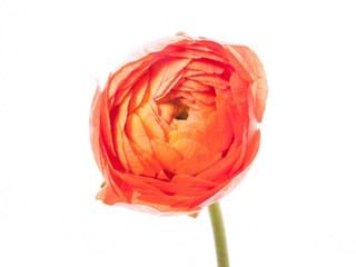 Νεραγκούλα Venusia