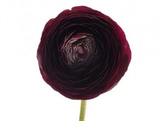 Ranunculus Black