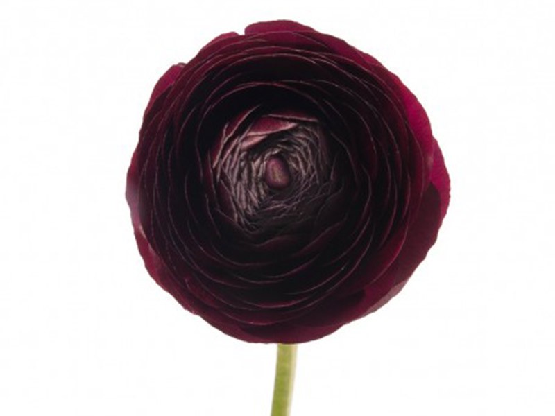 Ranunculus Black