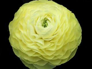 Ranunculus Cream