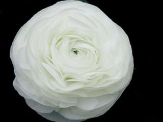 Ranunculus White