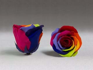 Forever Rainbow - NEED TRANSLATION