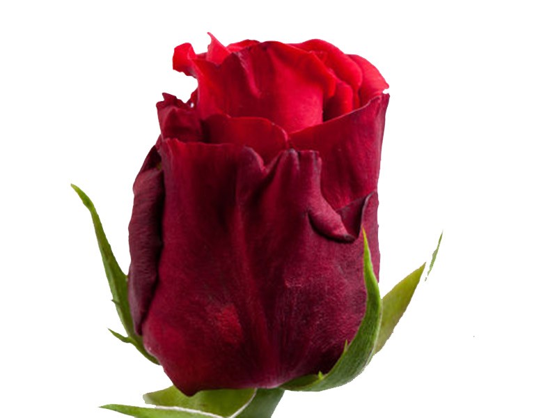 Rosa Red Horizon