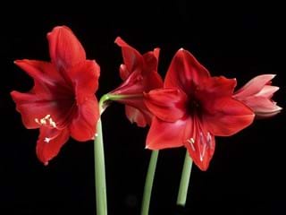 Hippeastrum Red Lion