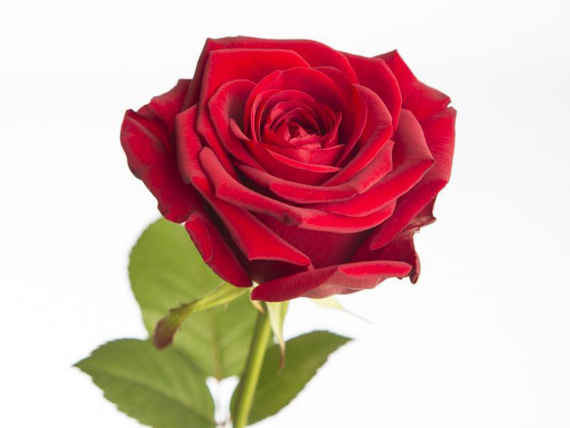 Rosa Red Naomi