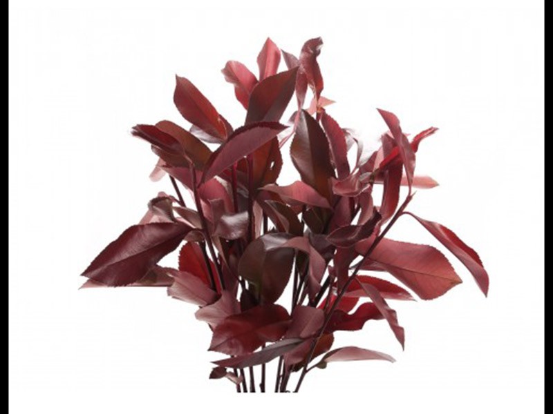 Photinia Red