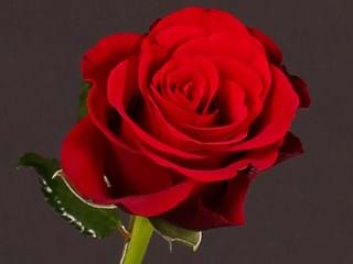 Rosa Red Ribbon