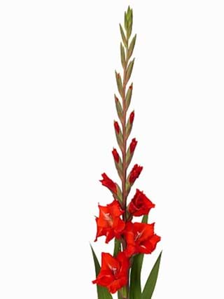Gladiolus Red