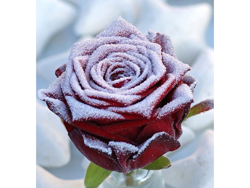 Frost