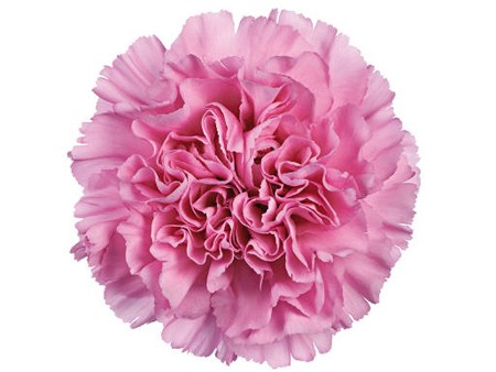 Dianthus Relax