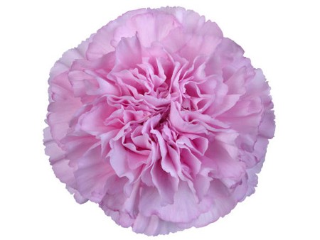 Dianthus Rimini