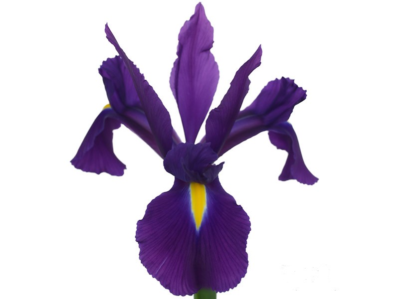 Iris Rio Grande