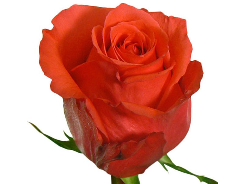 Rosa Rock Star