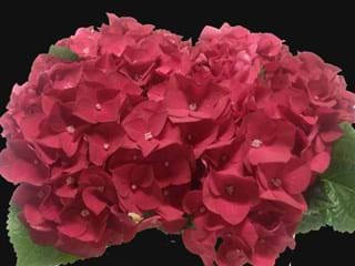 Hydrangea Rodeo Cherry
