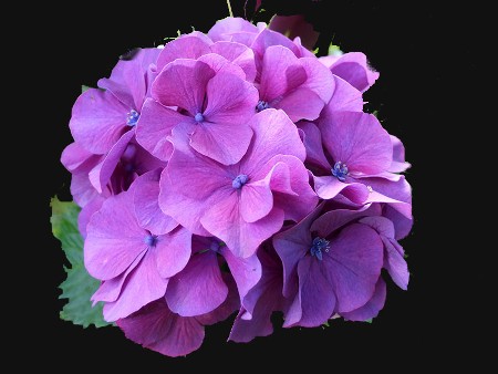 Hydrangea Rodeo