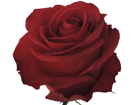 Rosa Roseberry