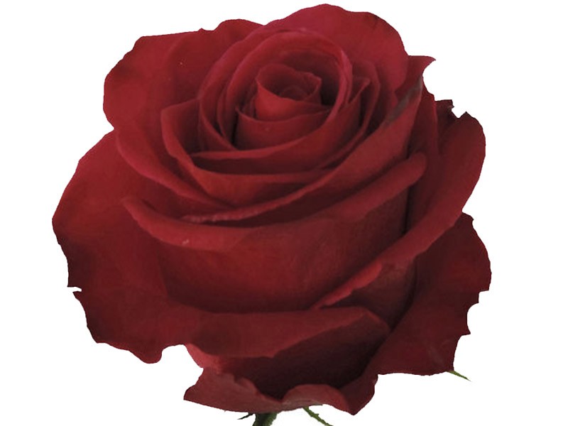 Rosa Roseberry