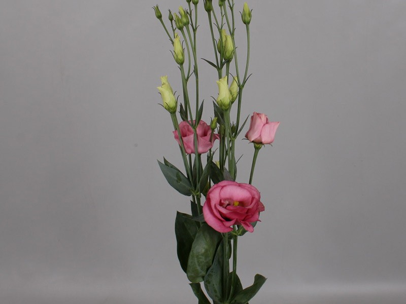 Eustoma Rosita Rose