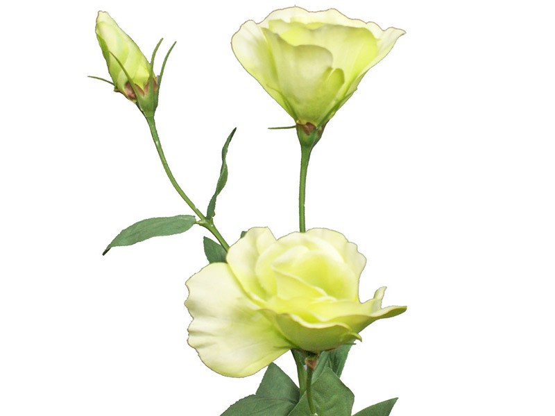 Eustoma Arena Cream