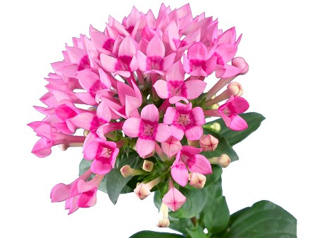 Βουβάρδια Royal Daphne Fresco