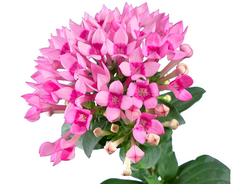 Βουβάρδια Royal Daphne Fresco