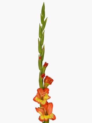 Gladiolus Royal
