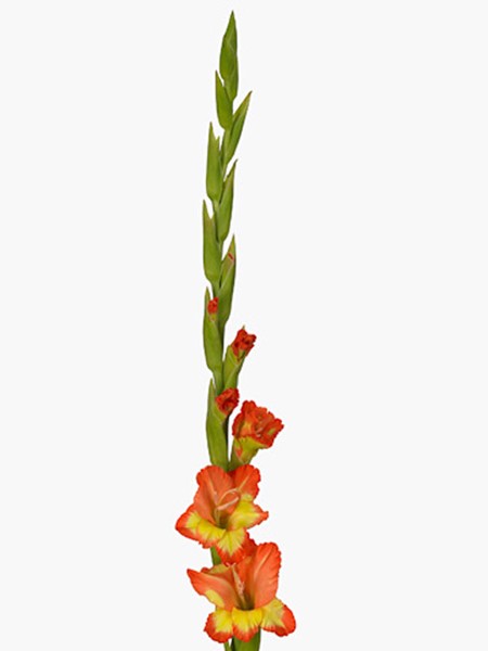 Gladiolus Royal