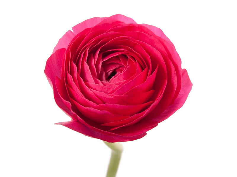Νεραγκούλα Elegance Red