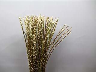 Salix Pussy Willow