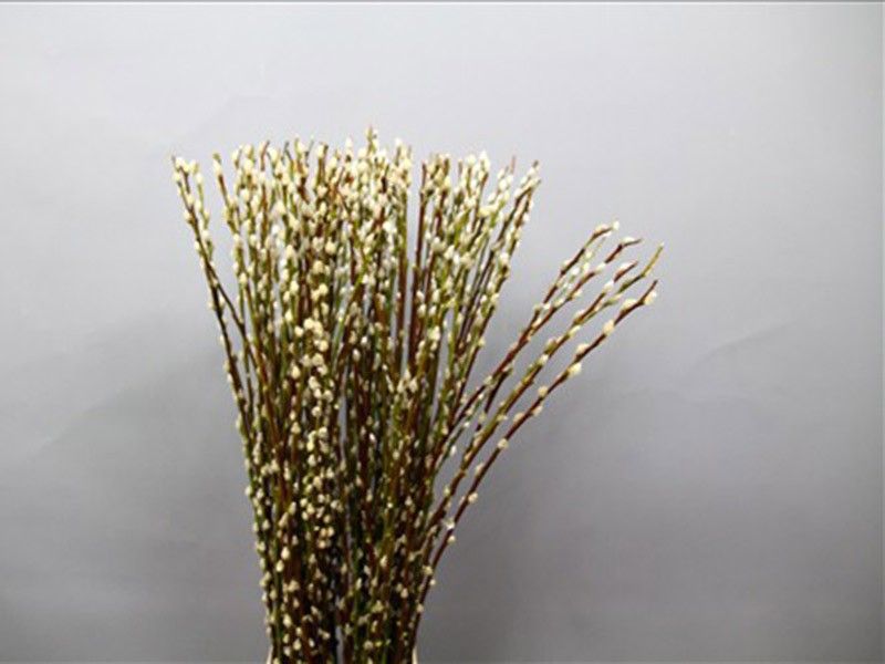 Salix Pussy Willow