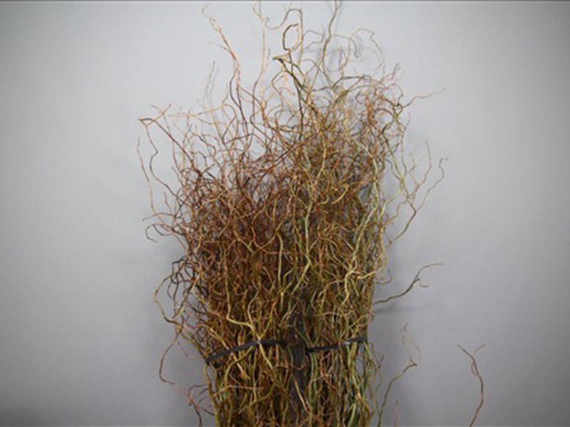 Salix