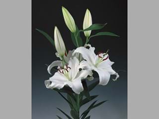 Lilium Or Helvetia
