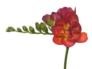 Φρεζια Santorini