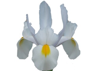 Iris Saturnus