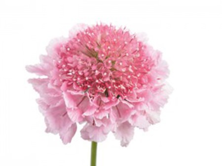Scabiosa Marsh